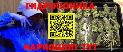 a pvp Новозыбков
